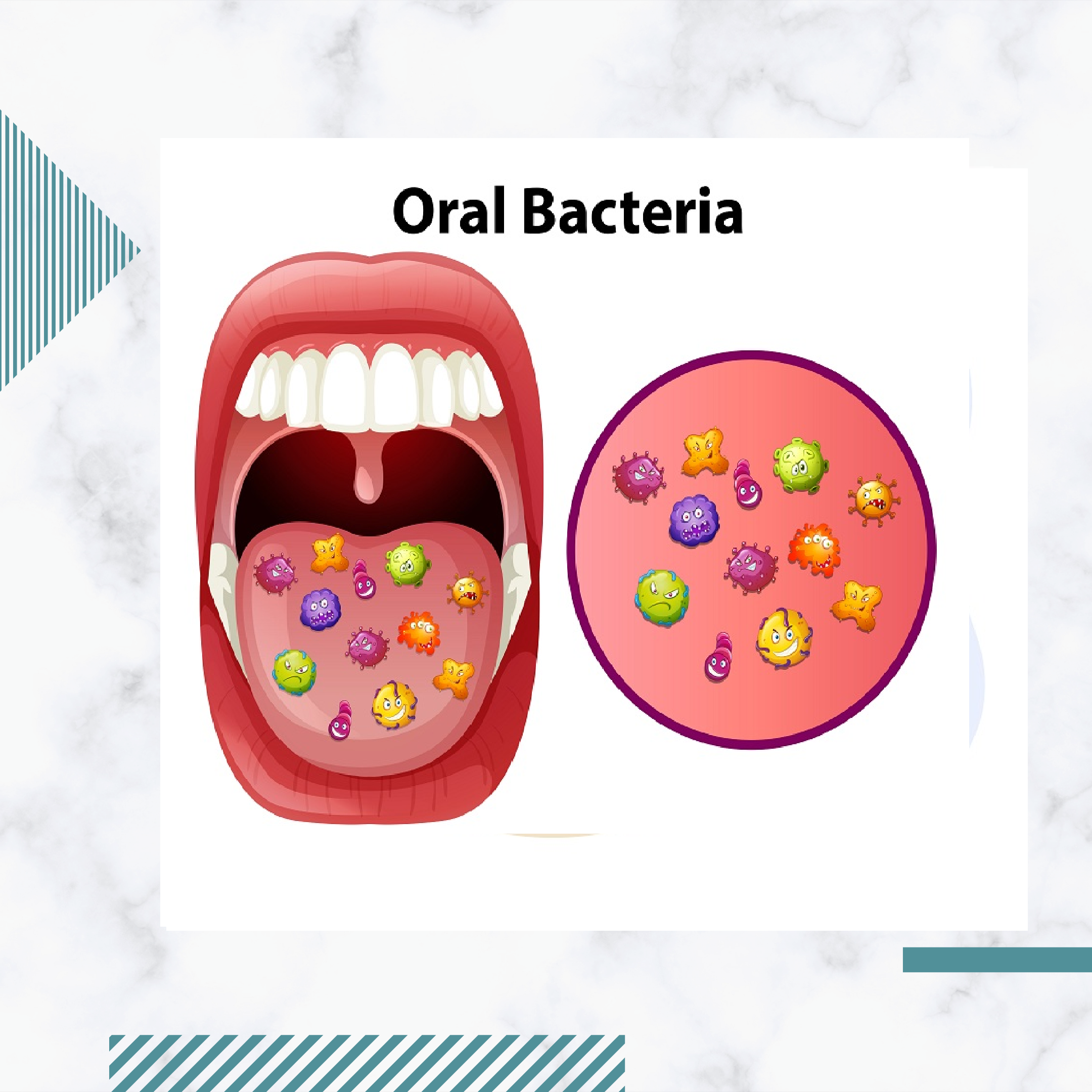 Бактерии ротовой полости. Сколько бактерий во рту